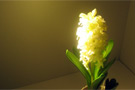 10W LED AR111, Base: G53 Warm White - Commercial Application